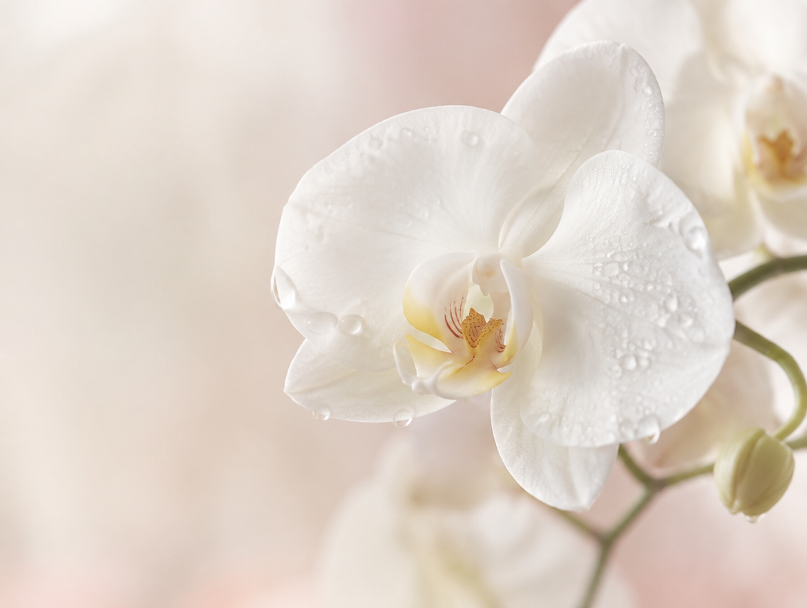 Orchidée blanche